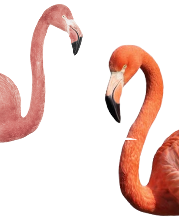 flamingos mobile mockup