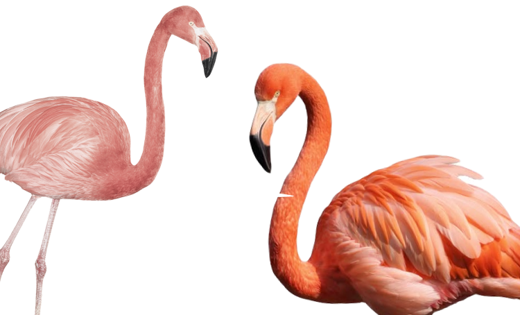 flamingos tablet mockup