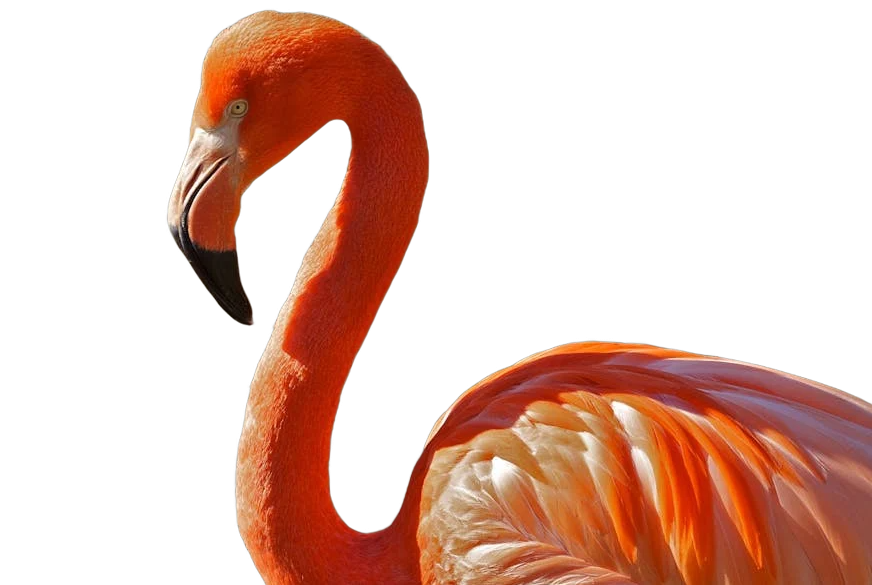large half flamingo e1758381556522