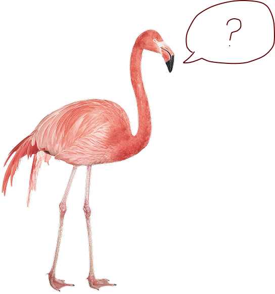 speaking flamingo