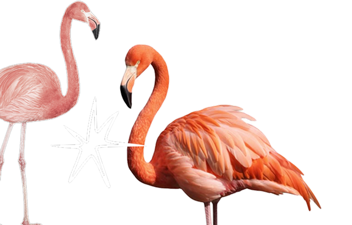 two flamingos mockup