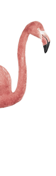 half flamingo left