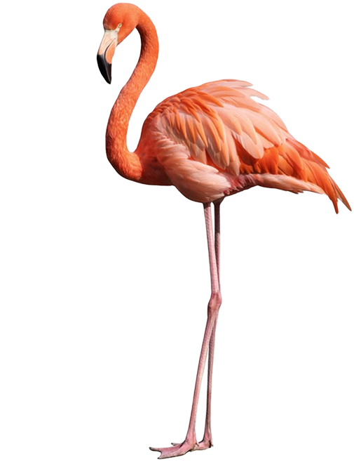 right half flamingo star